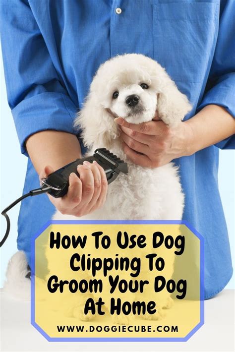  Many owners choose to clip the coat to make grooming more manageable